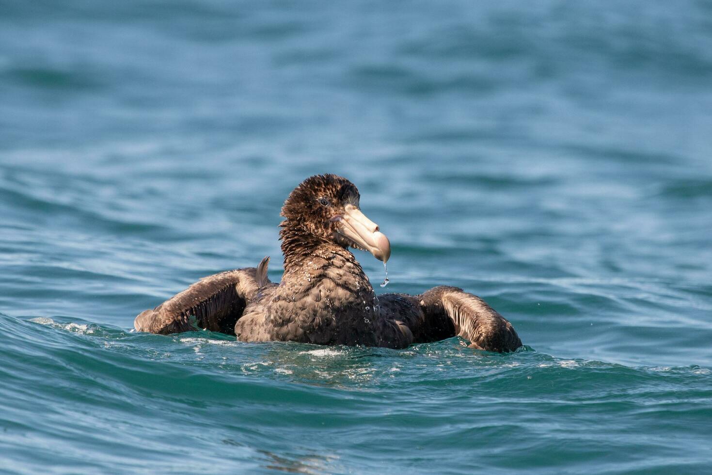 Northern Giant Petrel photo