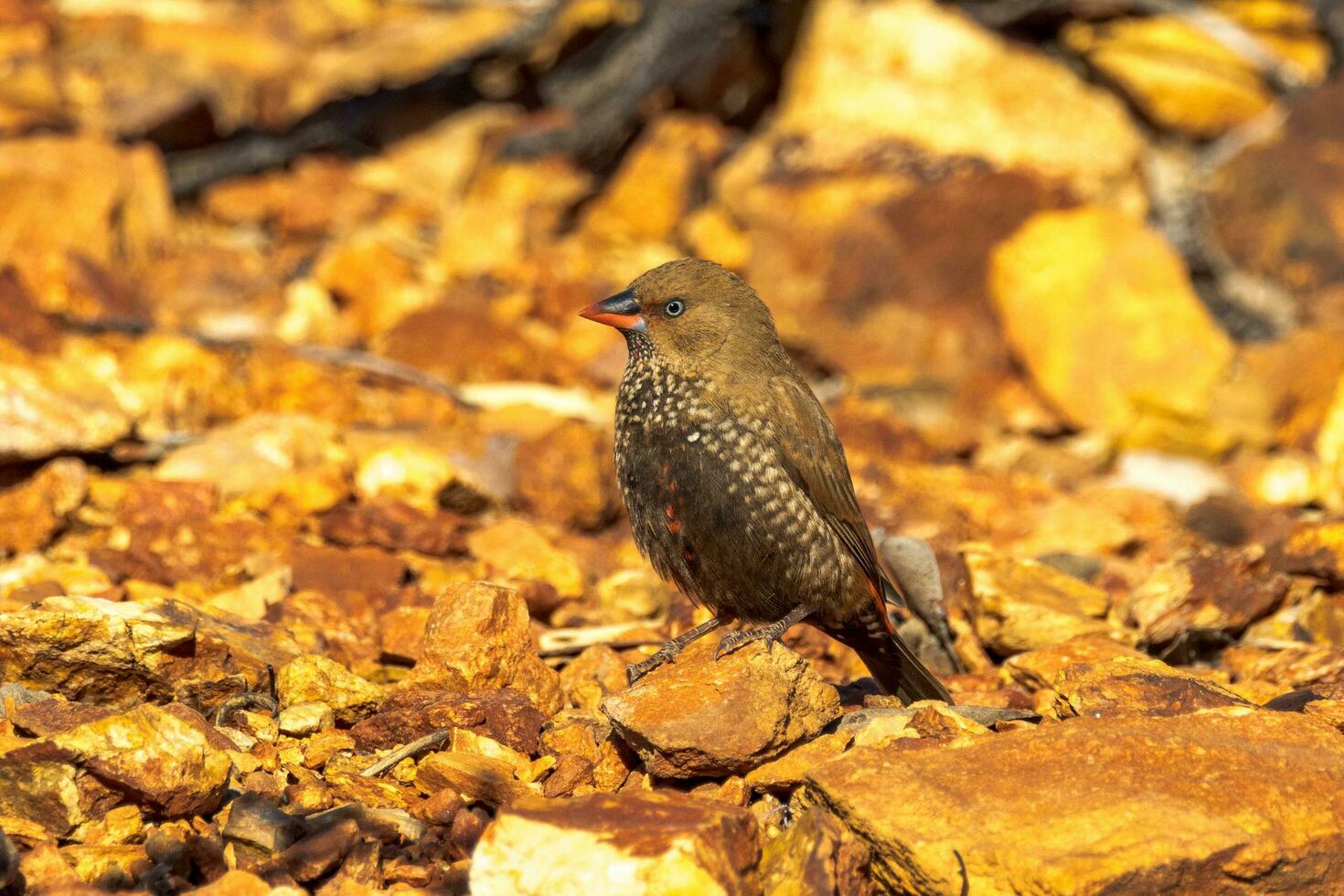 Painted Finch in Australia photo