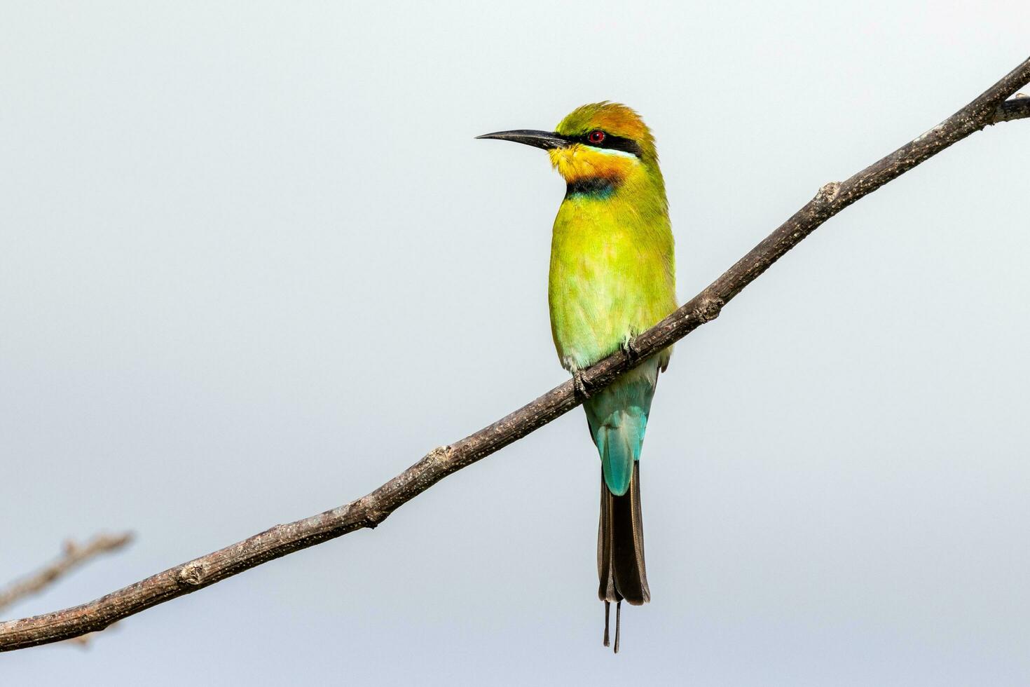 Rainbow Bee-eater in Australia photo