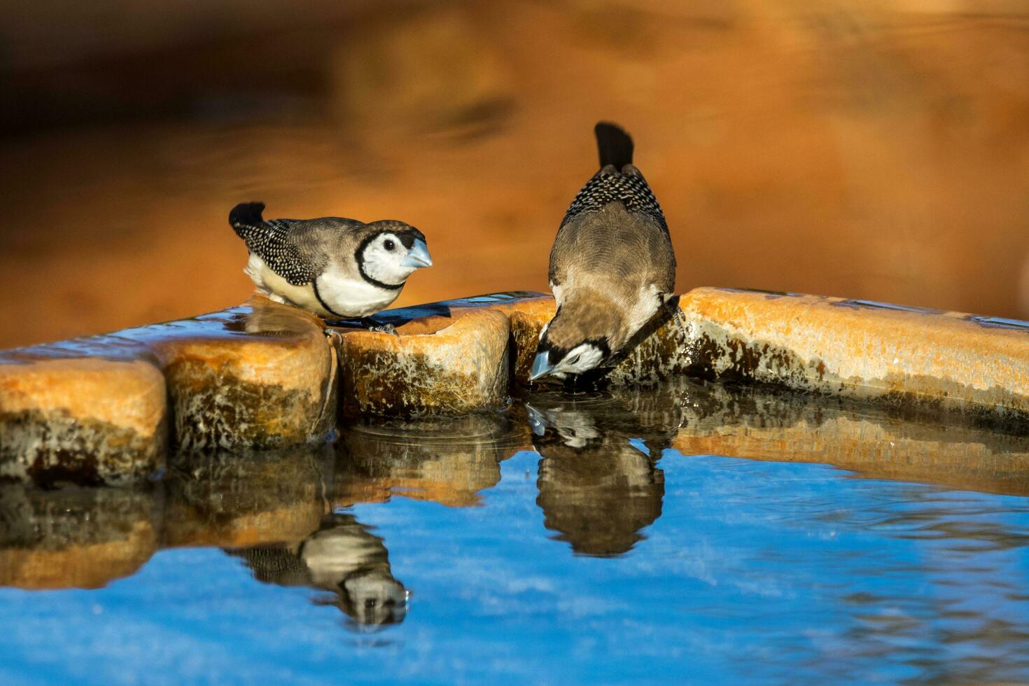 Double-barred Finch in Australia photo