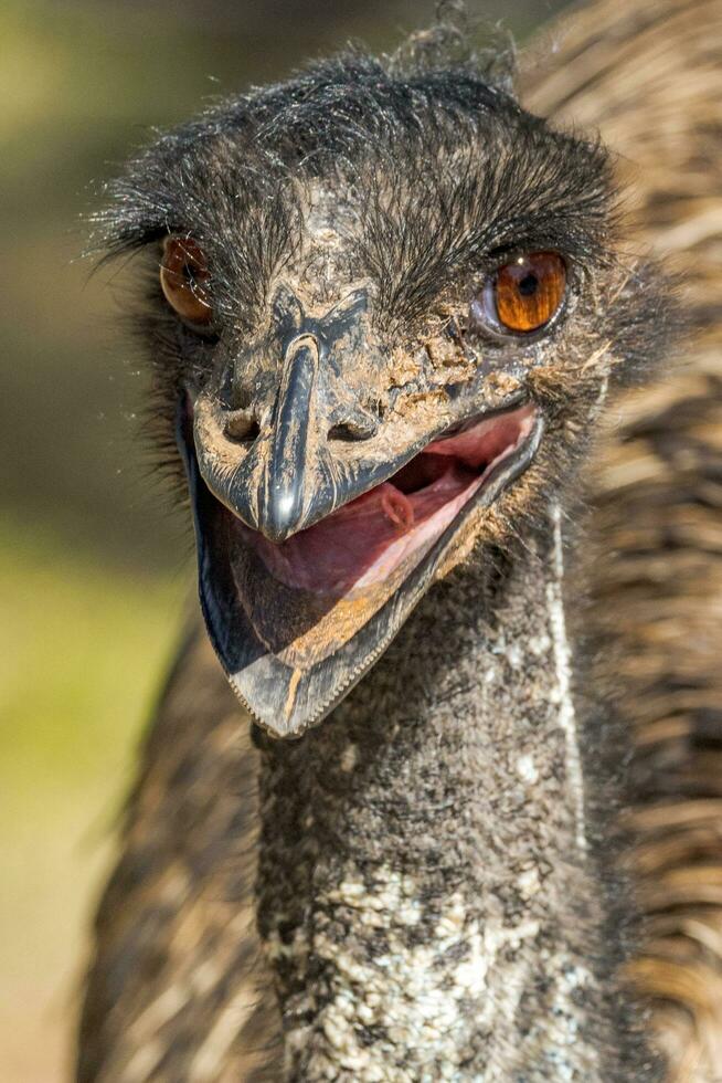 emú endémico pájaro de Australia foto