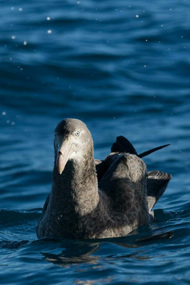 Northern Giant Petrel photo