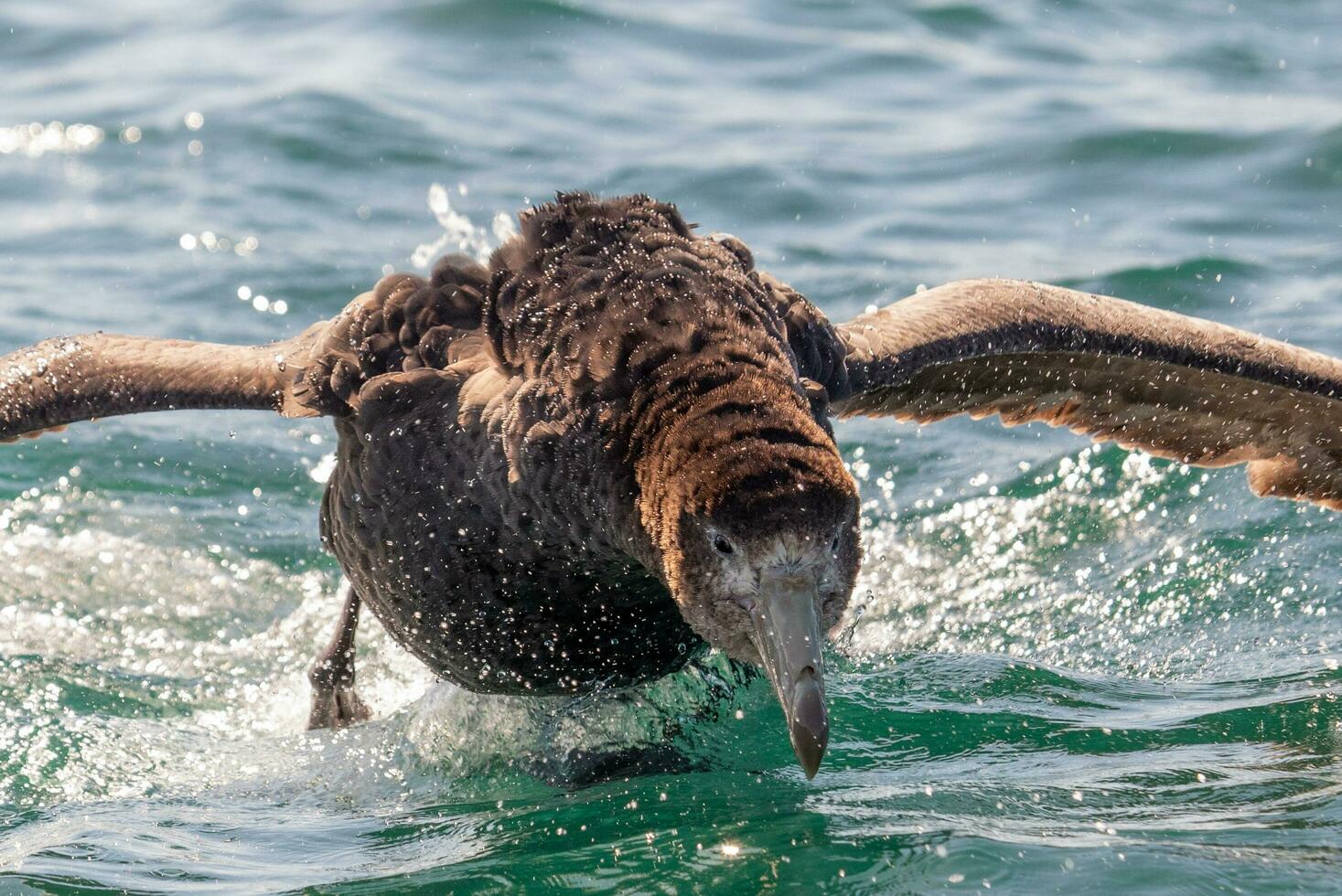 Northern Giant Petrel photo