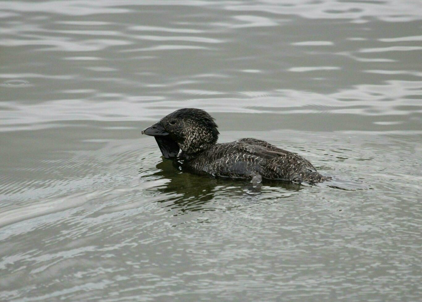 Musk Duck Endemic to Australia photo