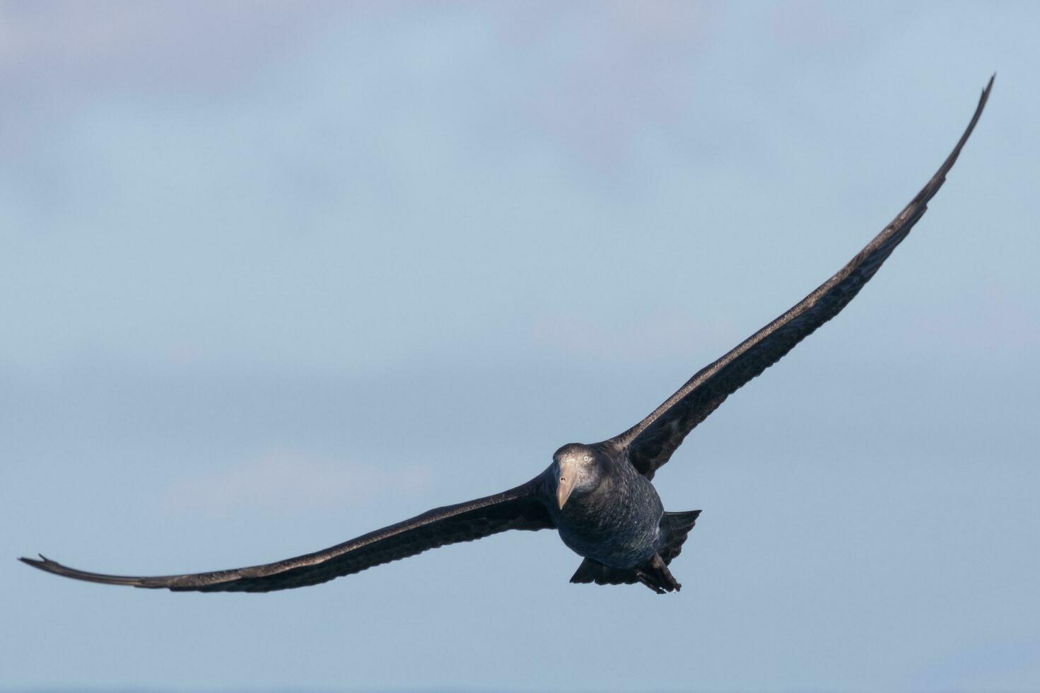 Northern Giant Petrel photo