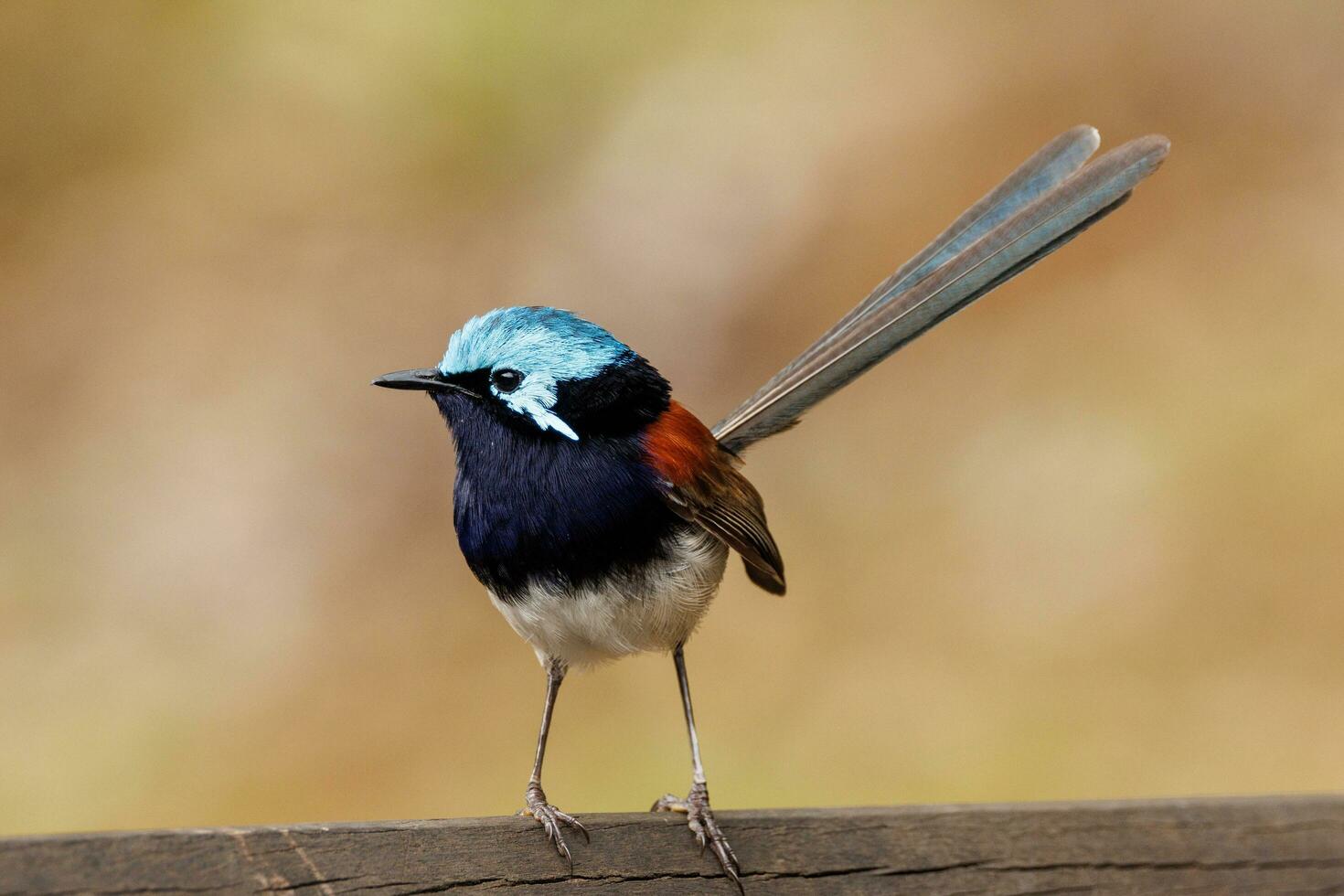 Red-winged Fairywren in Australia photo