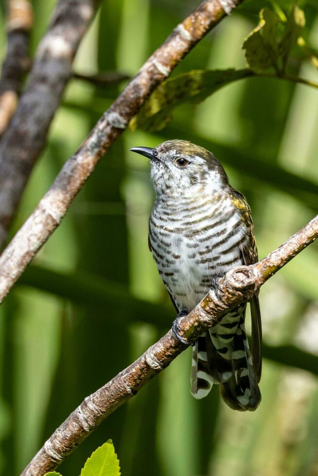 Shining Bronze Cuckoo in Australasia photo