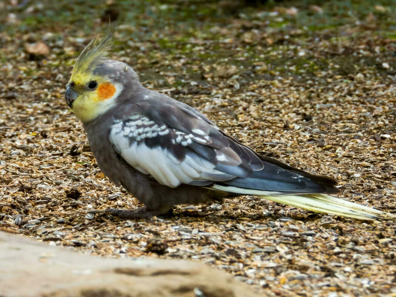 Cockatiel in Australia photo