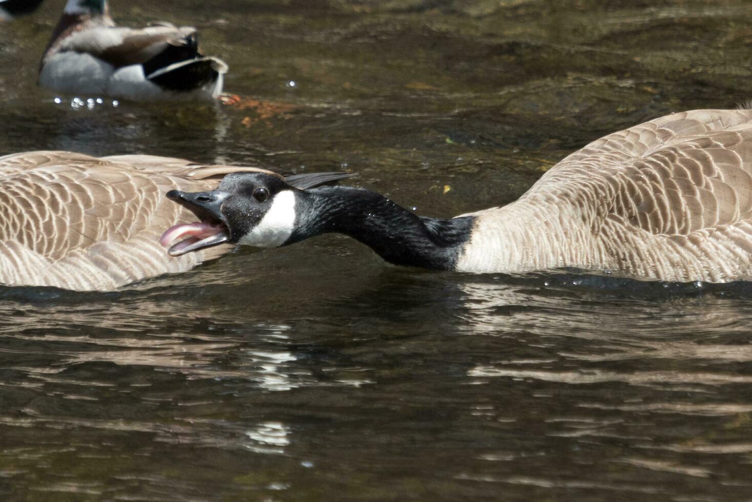 Canada Goose in Australasia photo