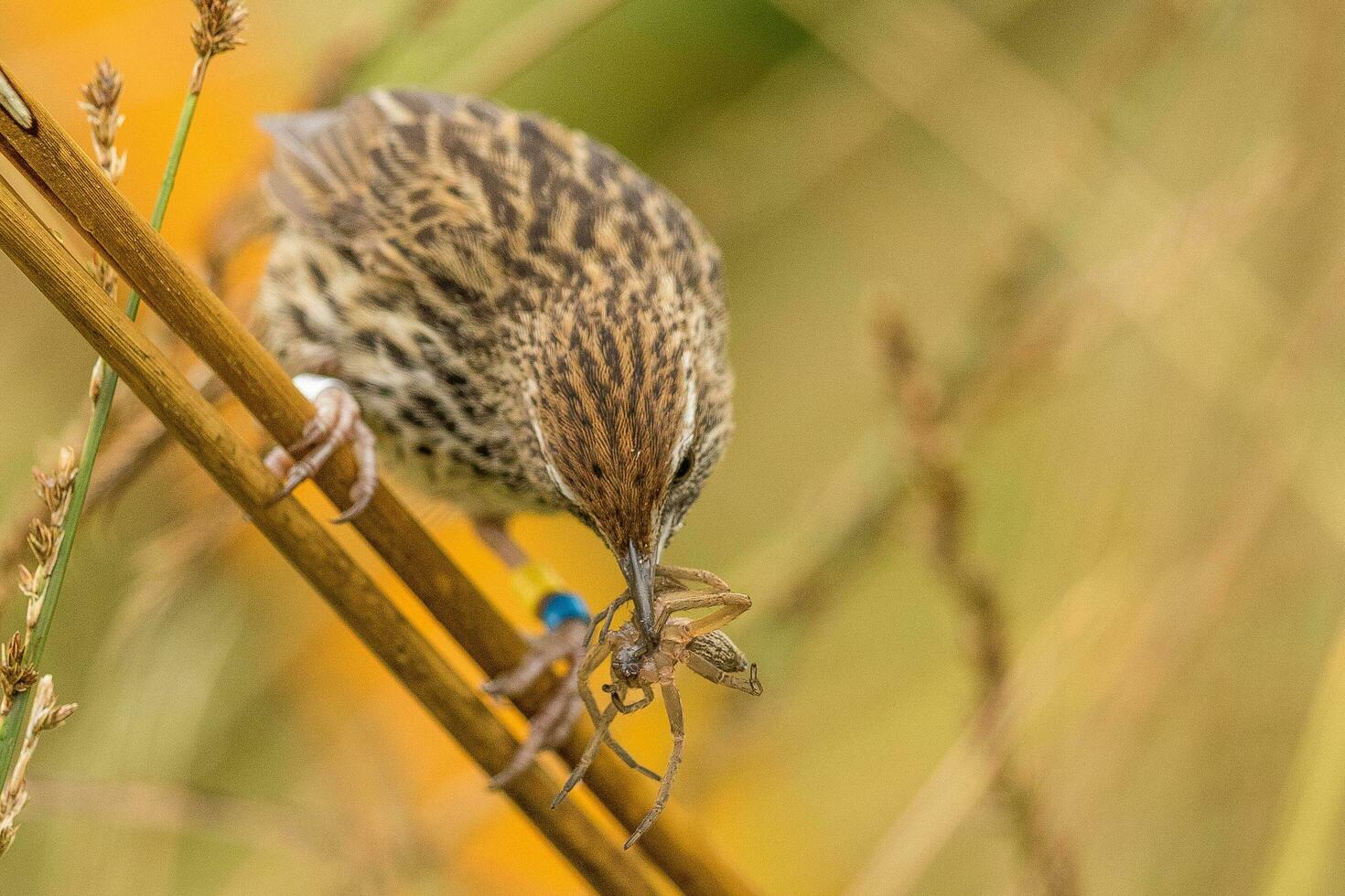 North Island Fernbird of New Zealand photo