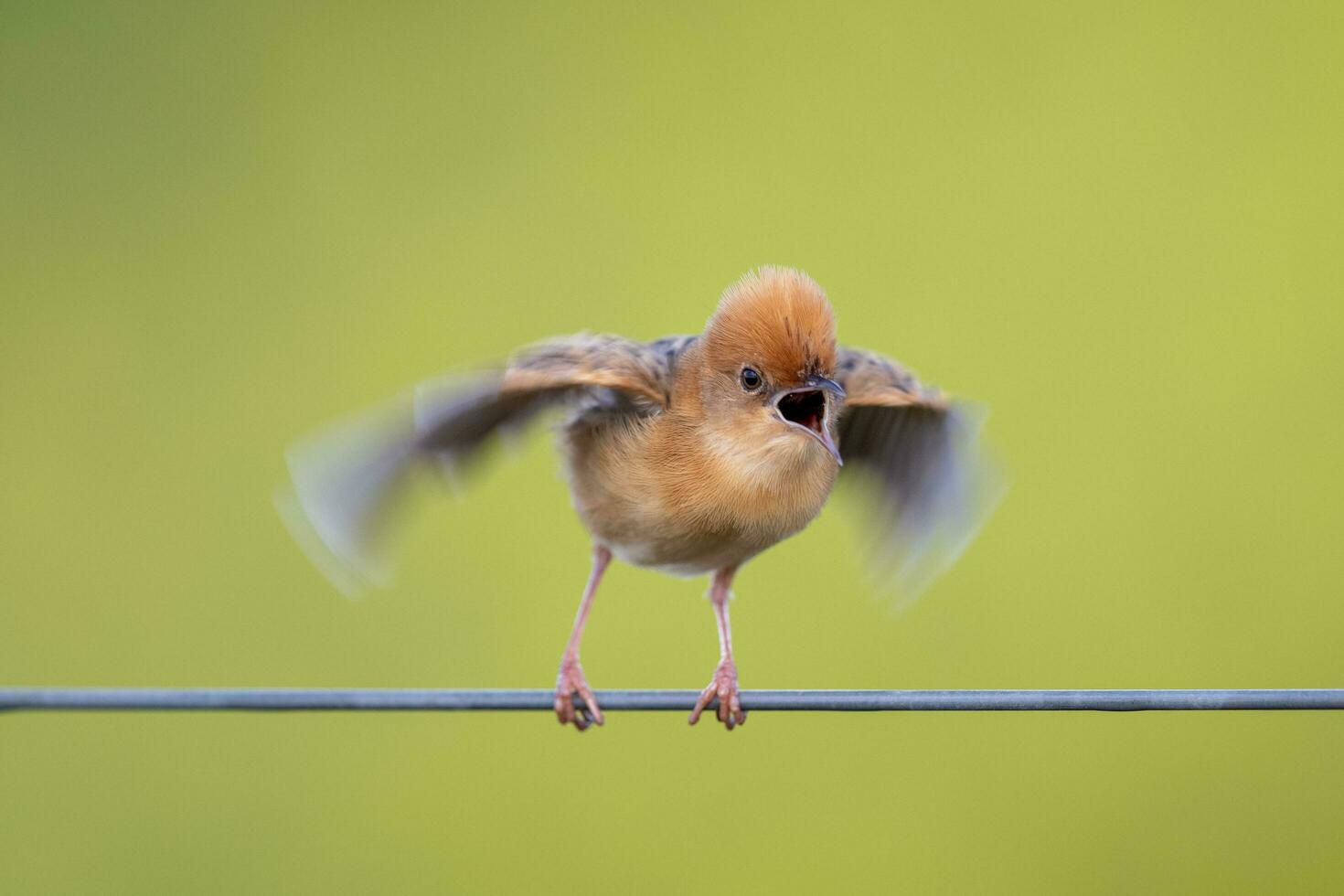 Golden-headed Cisticola in Australia photo