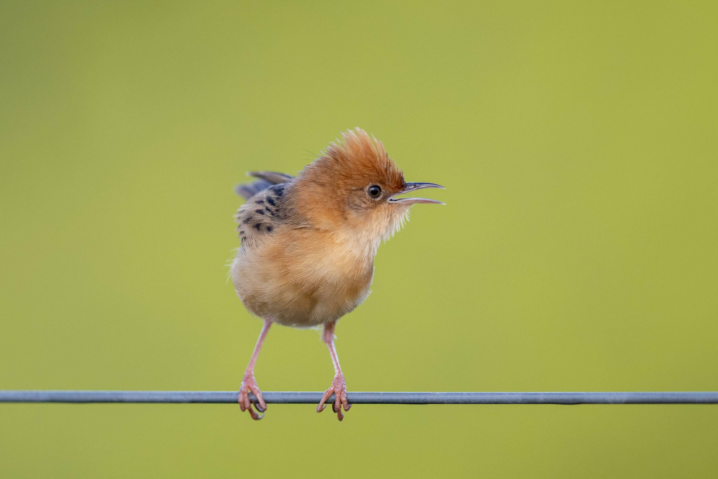 Goldenheaded Cisticola in Australia 24735753 Stock Photo at Vecteezy