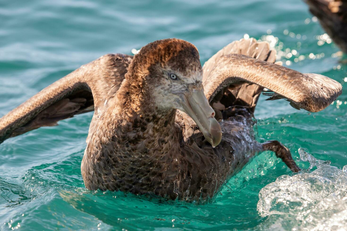 Northern Giant Petrel photo