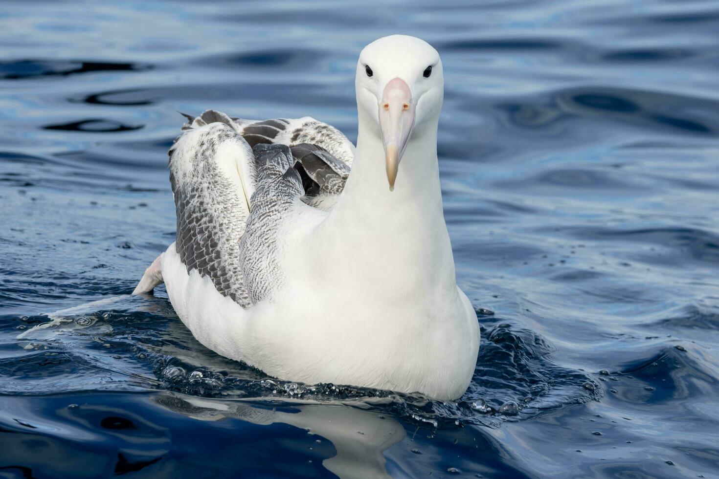 Southern Royal Albatross in Australasia photo