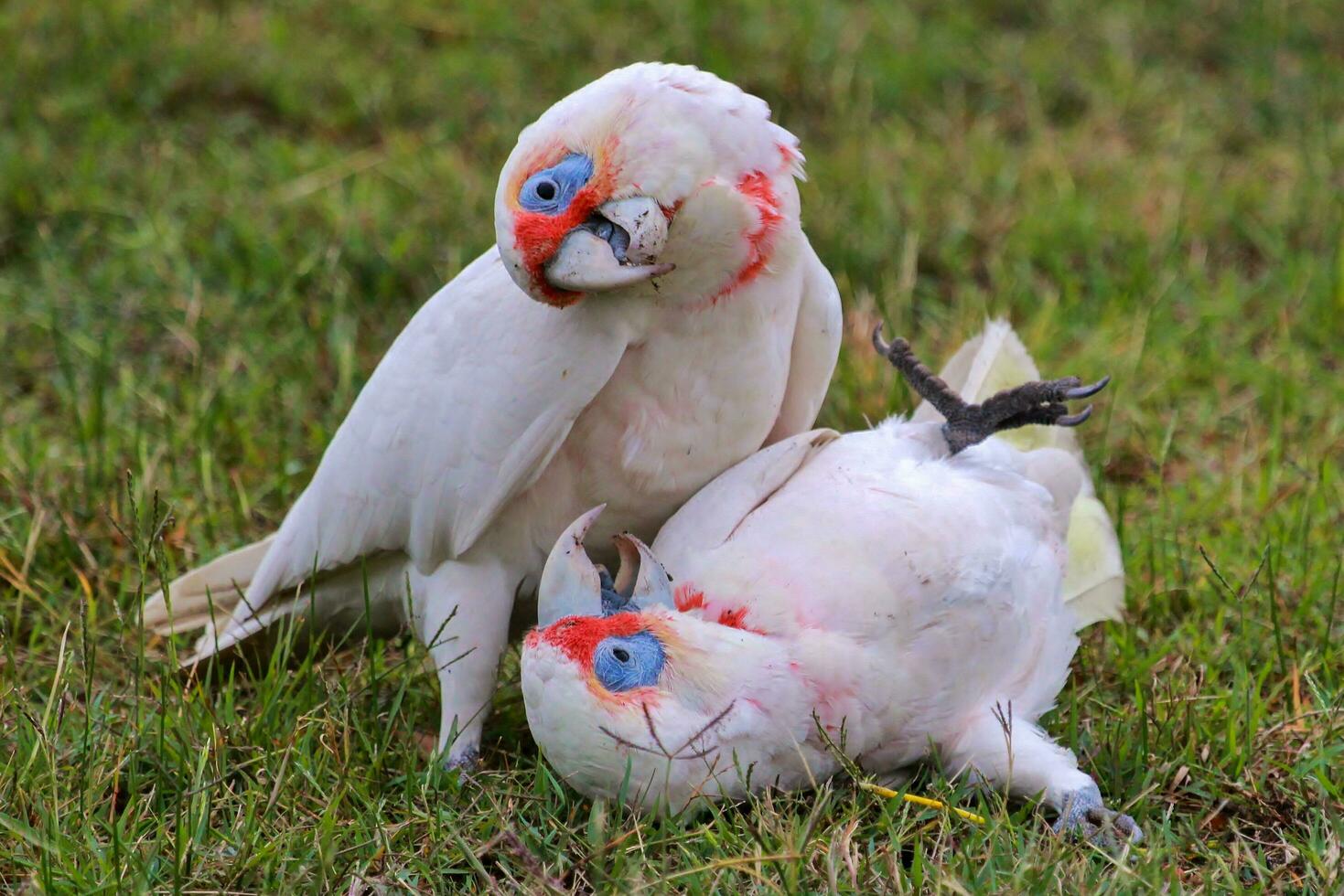 Long-billed Corella in Australia photo