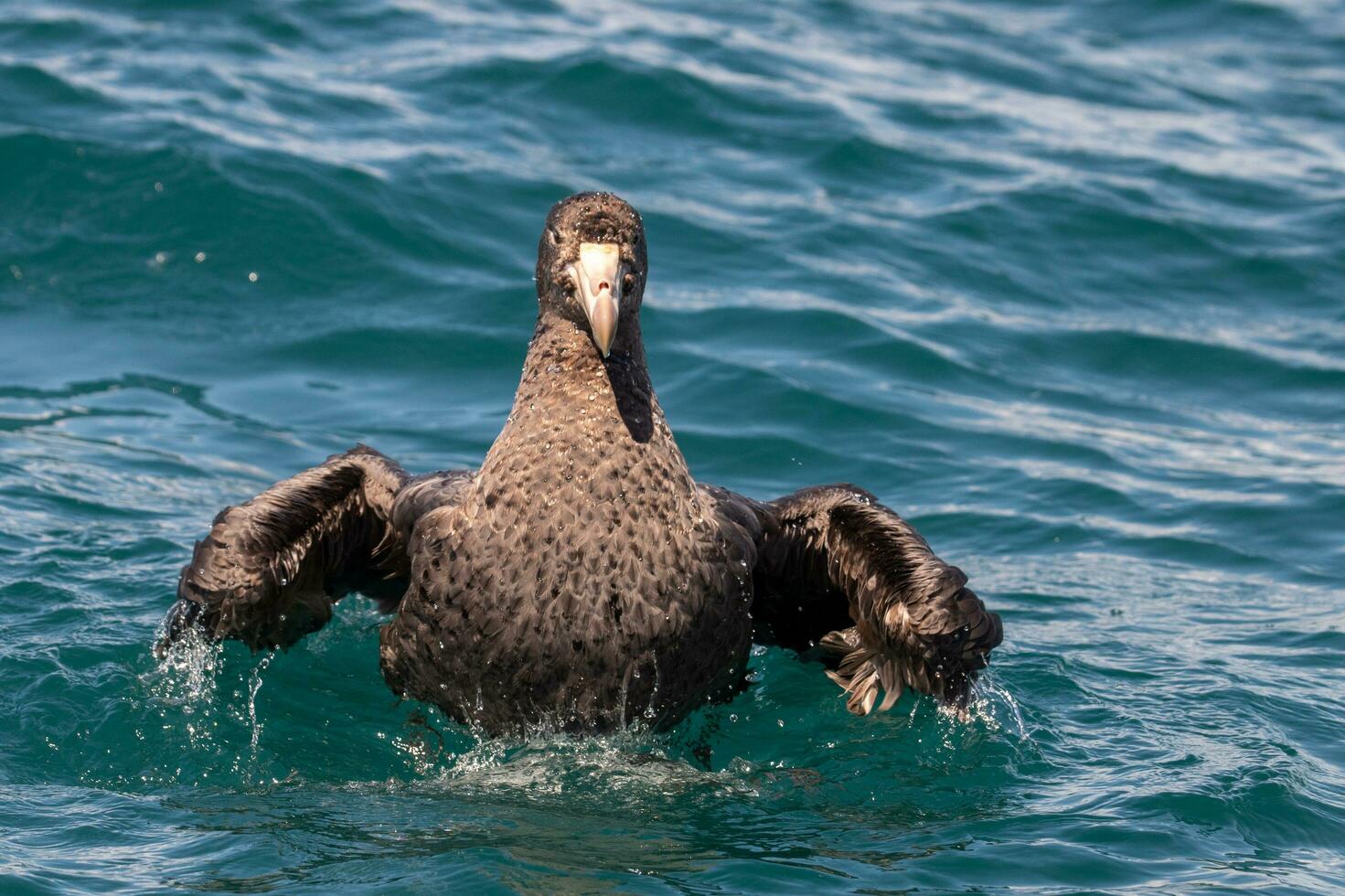 Northern Giant Petrel photo