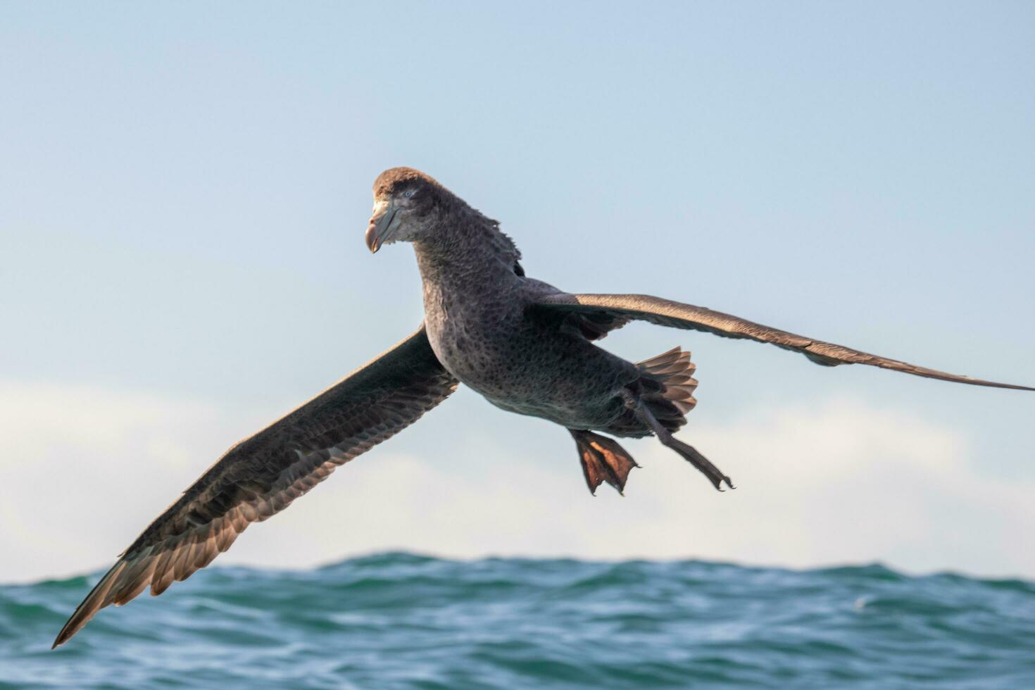 Northern Giant Petrel photo