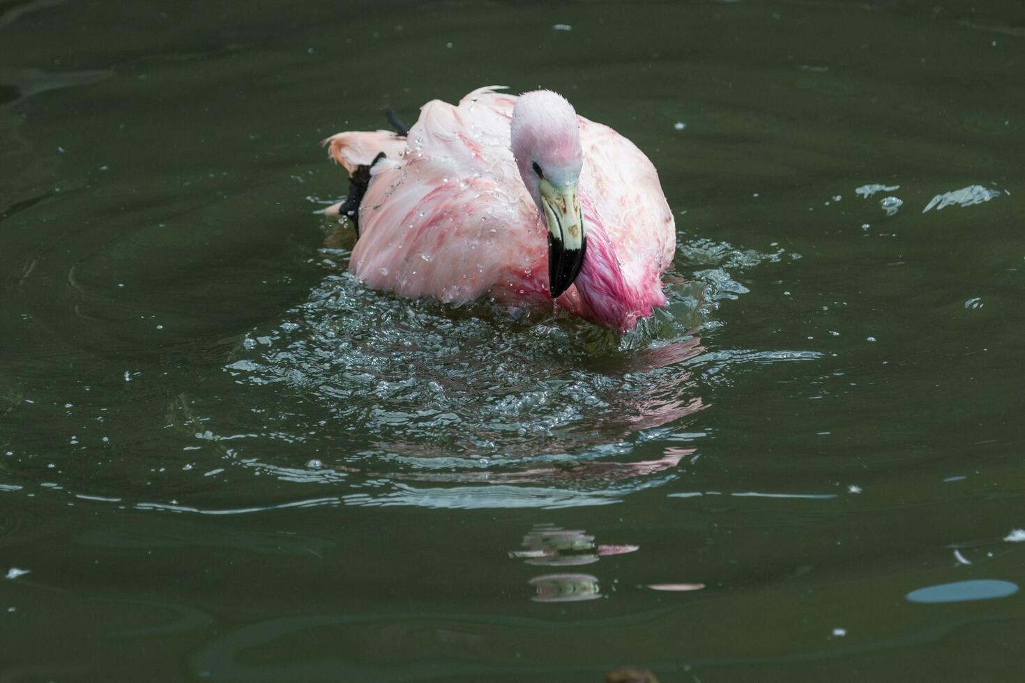 Andean Pink Flamingo photo