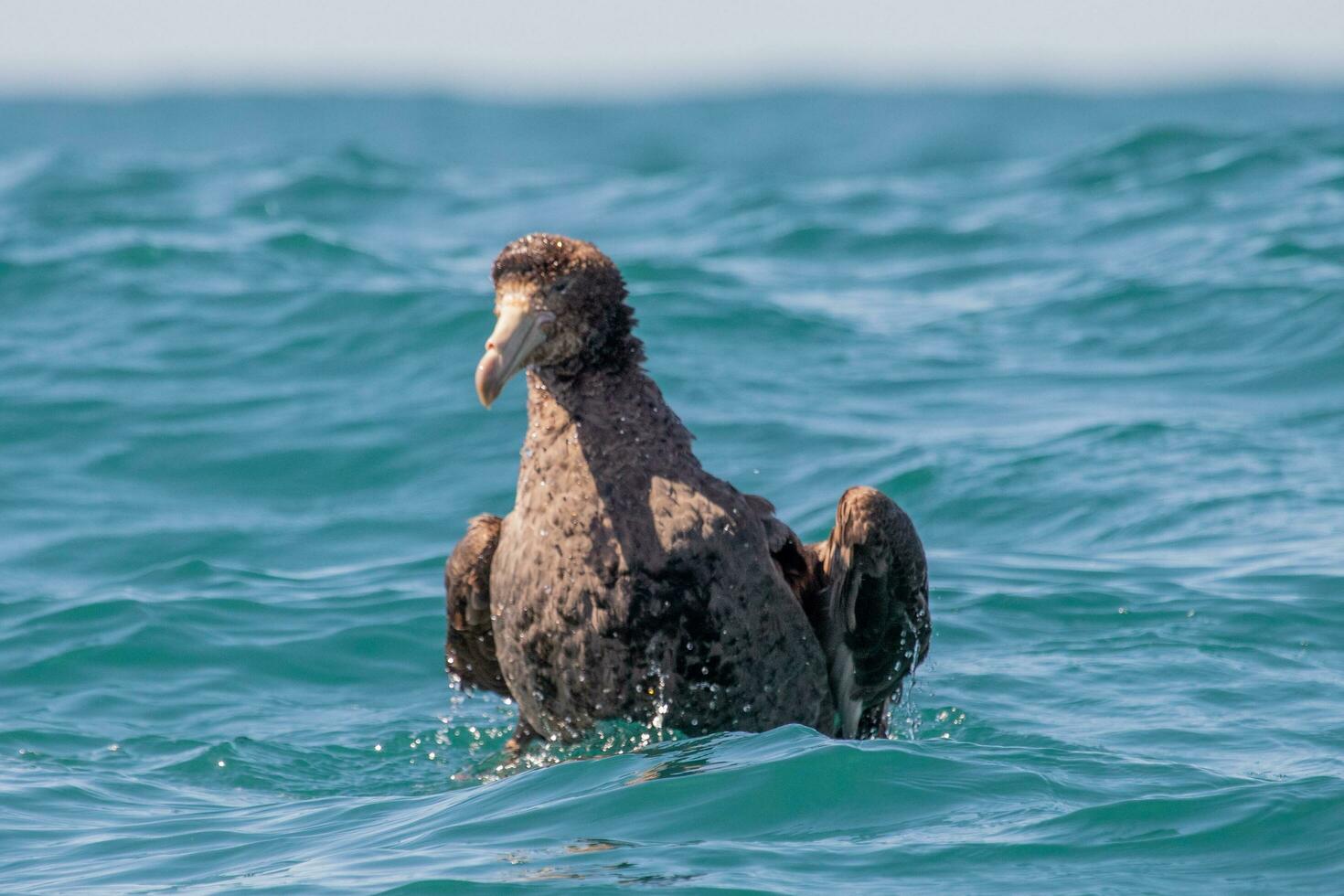 Northern Giant Petrel photo
