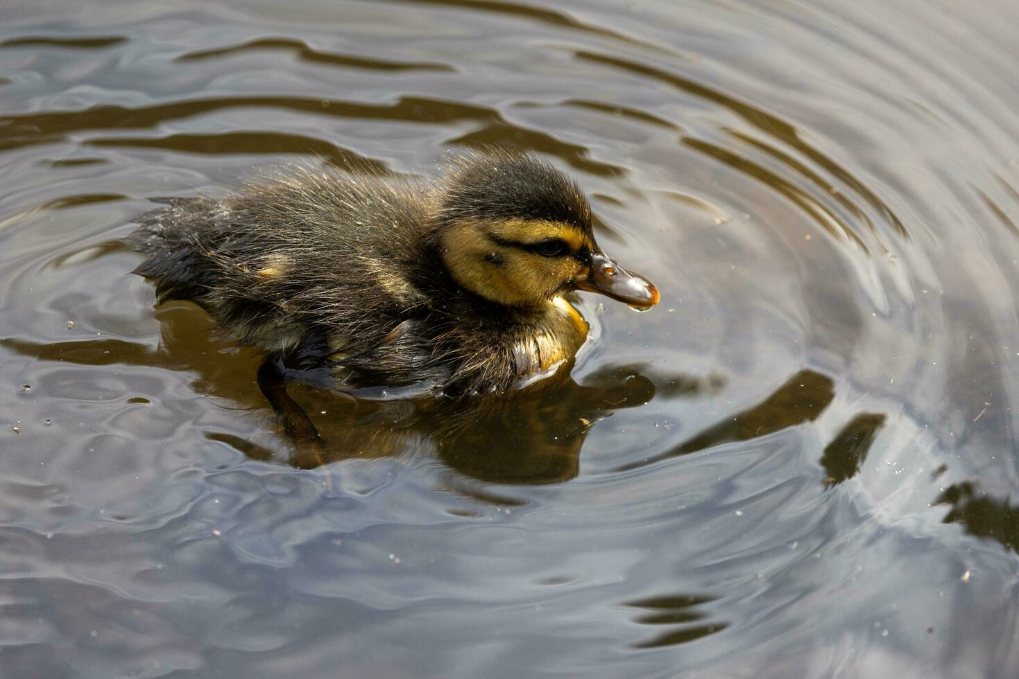 Common Mallard Duck photo