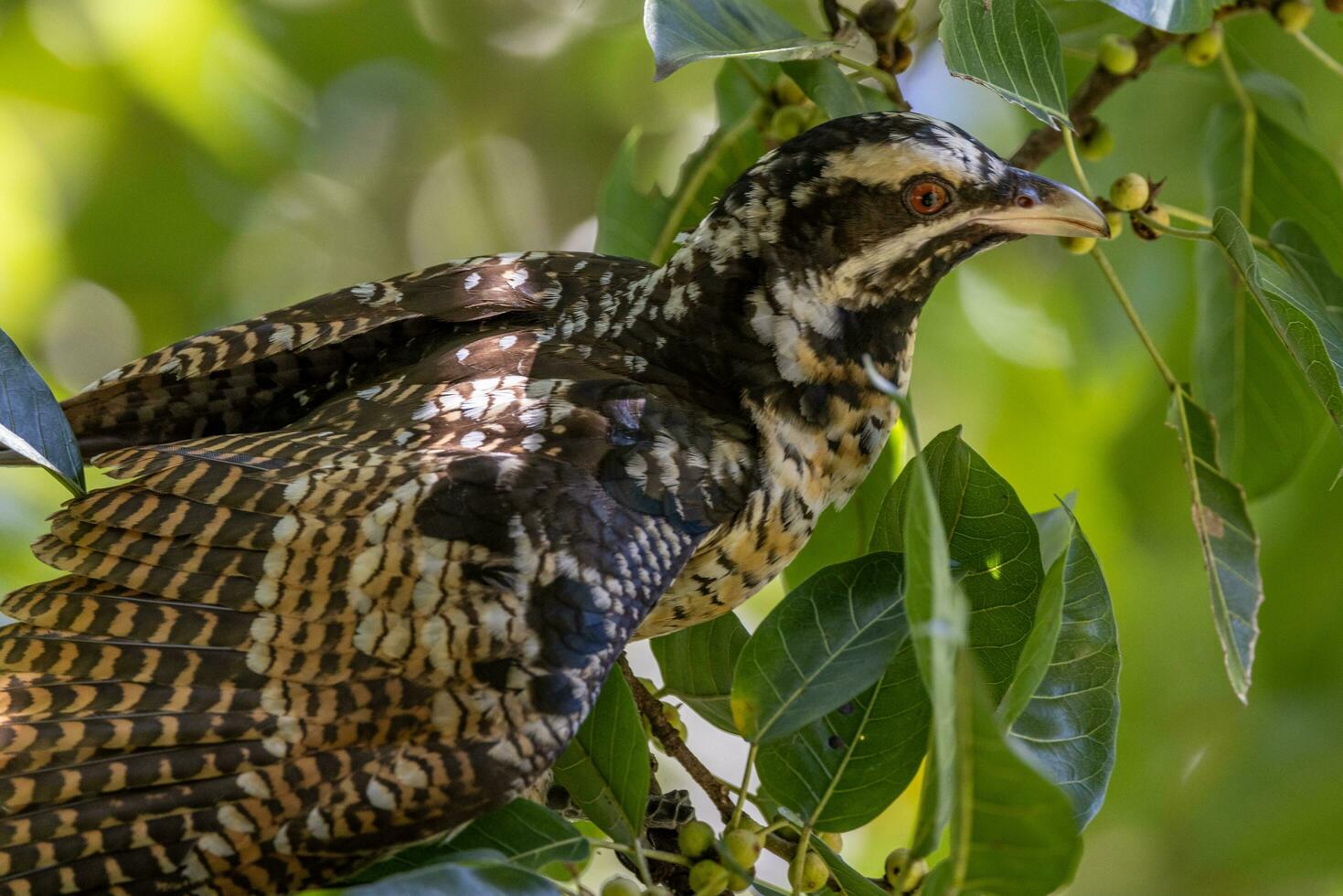 Pacífico Koel en Australia foto