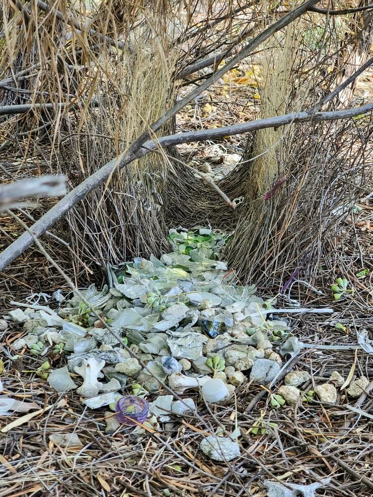 Spotted Bowerbird in Australia photo