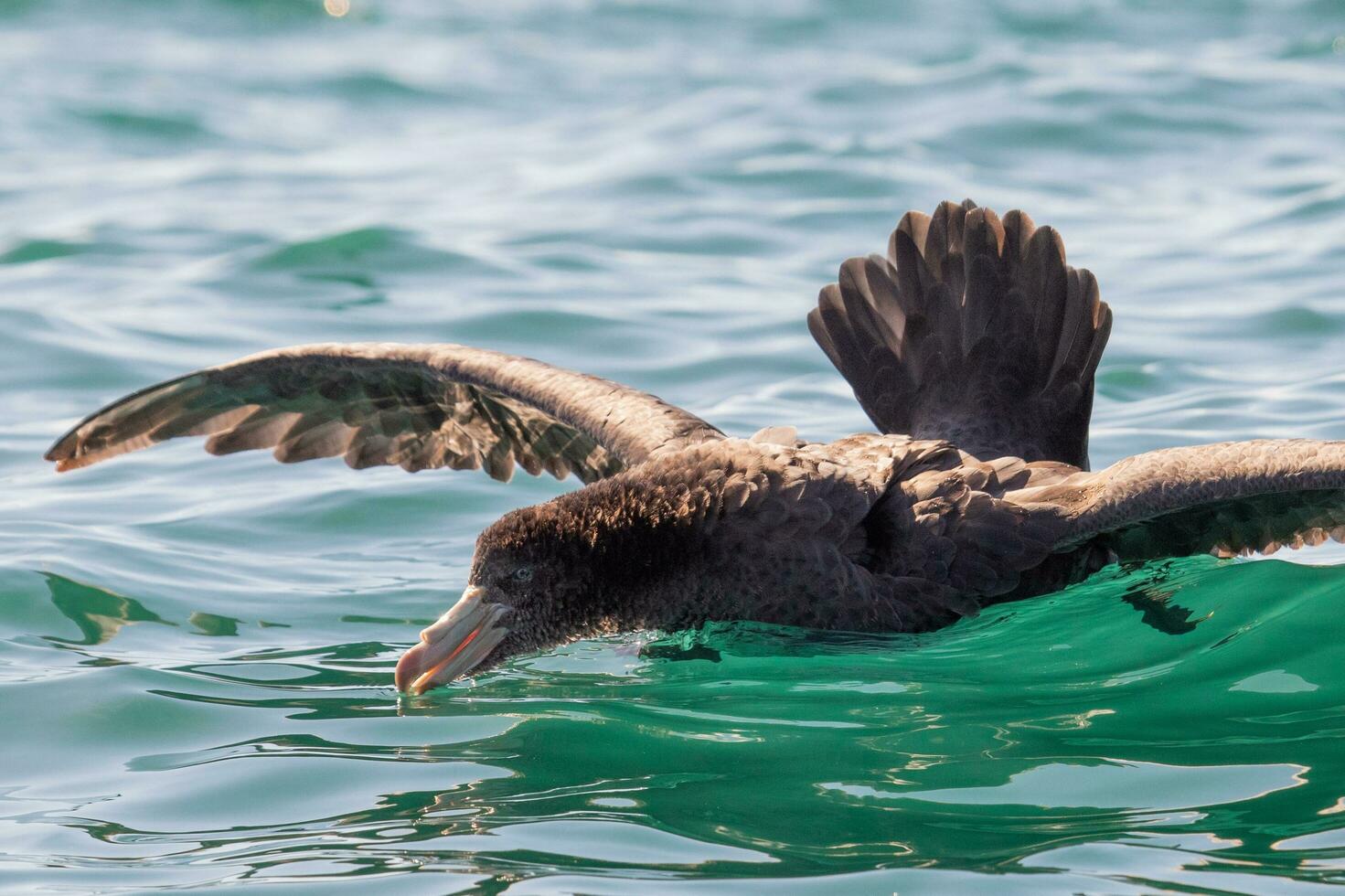 Northern Giant Petrel photo