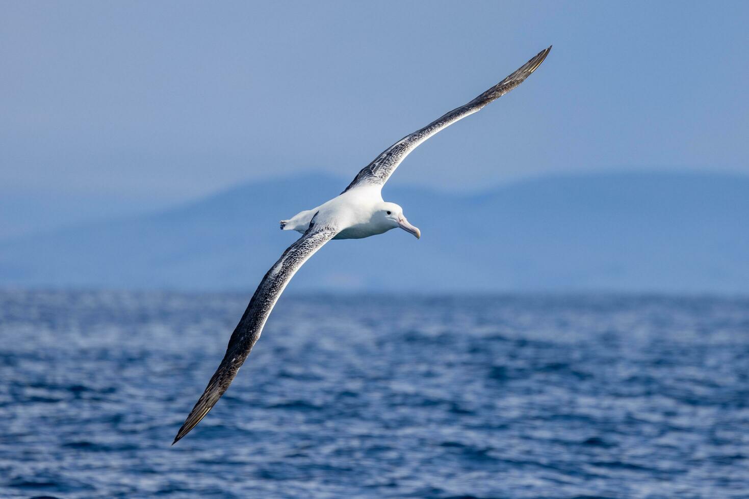 Southern Royal Albatross in Australasia photo