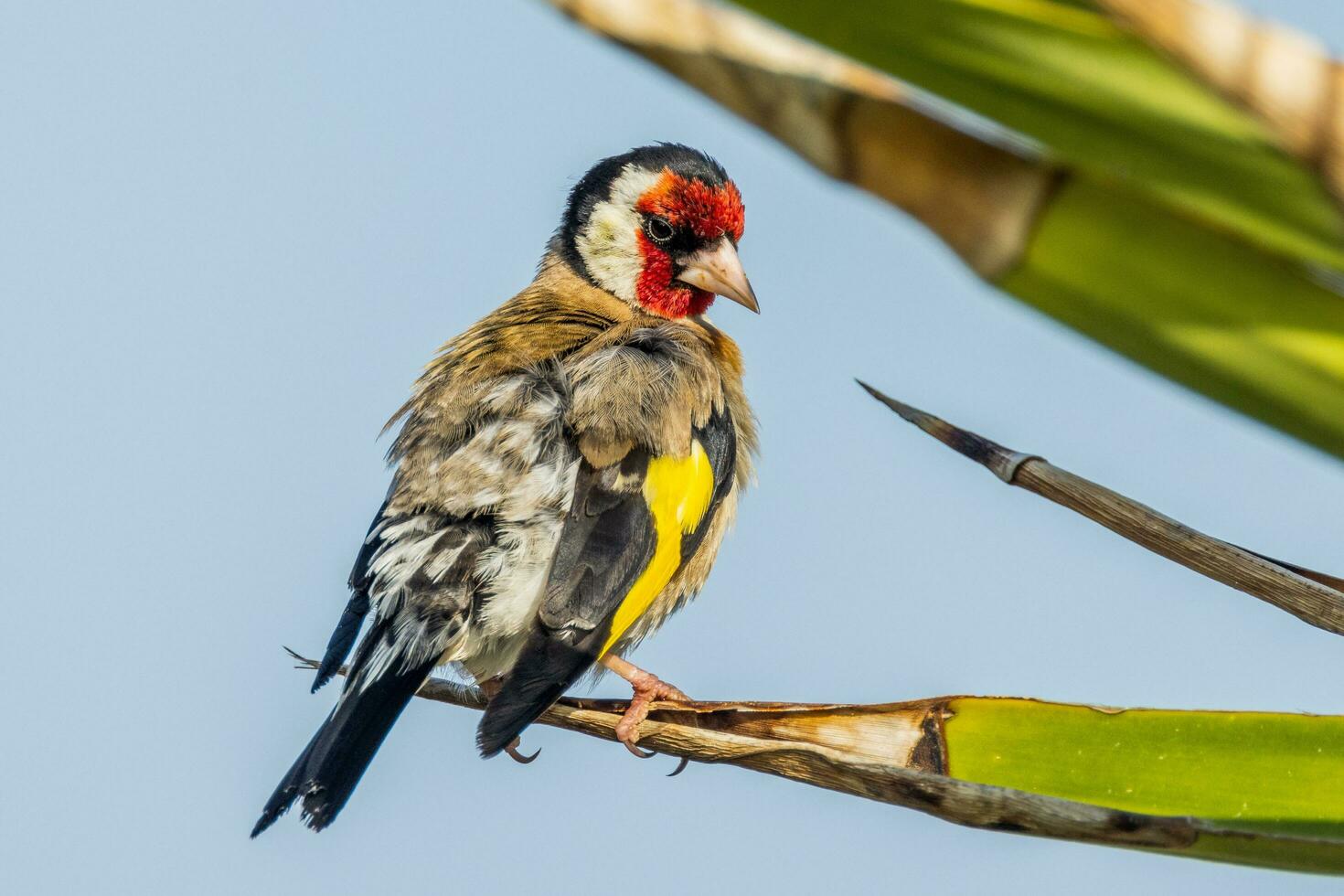 European Goldfinch Bird photo
