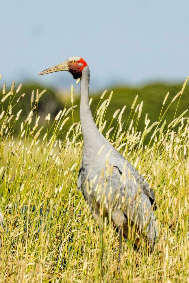 Brolga Crane in Australia photo