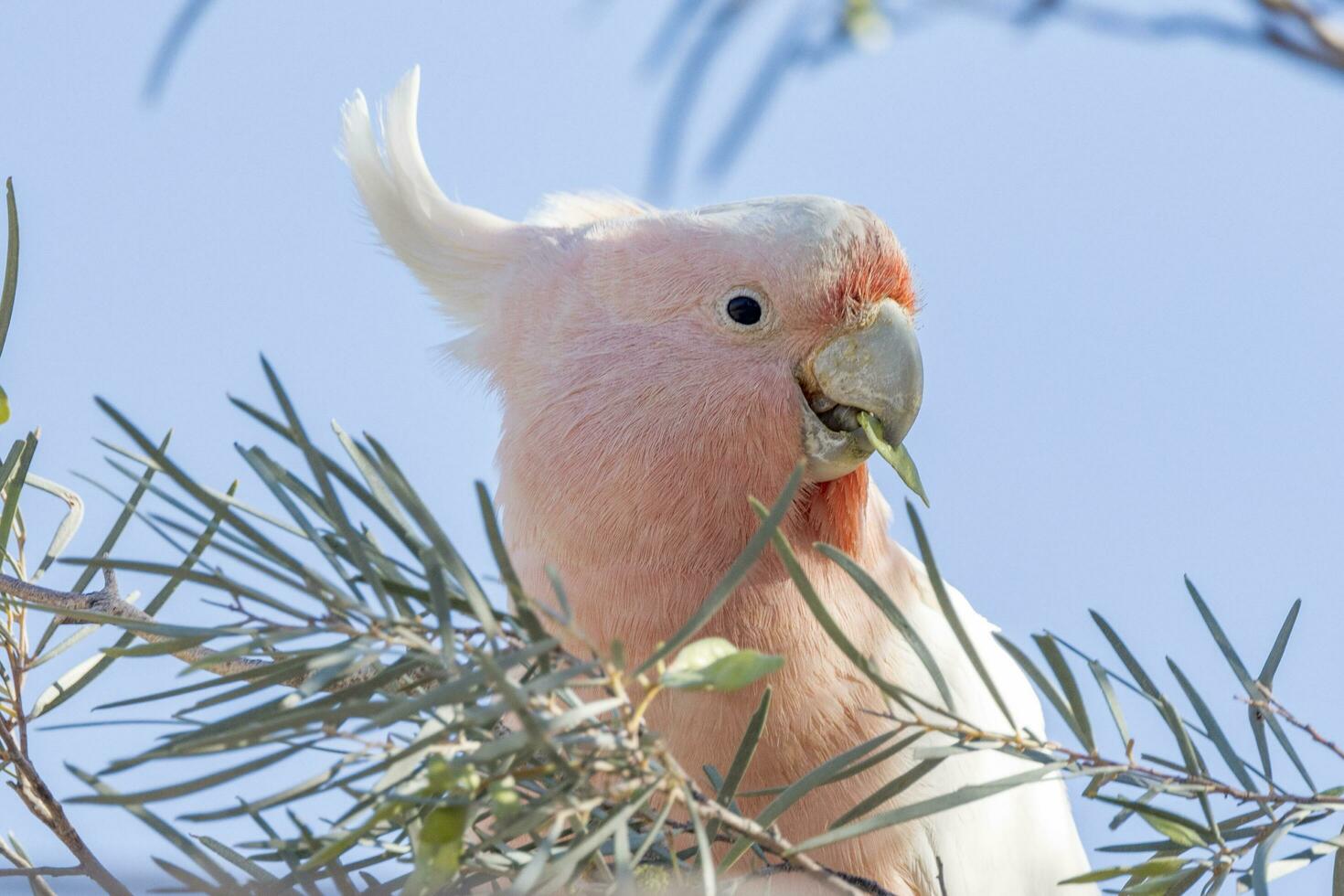 Pink Cockatoo in Australia photo