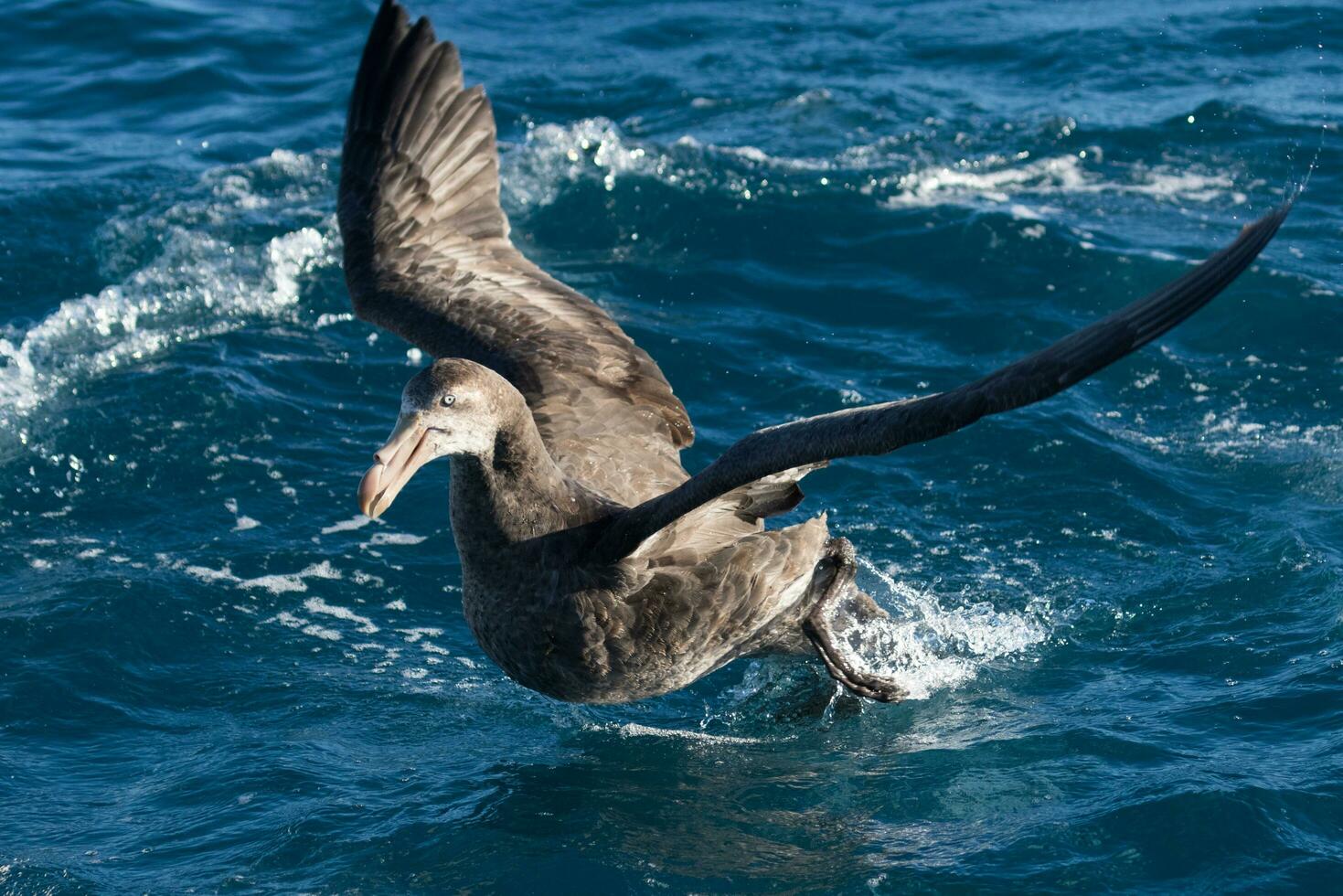 Northern Giant Petrel photo