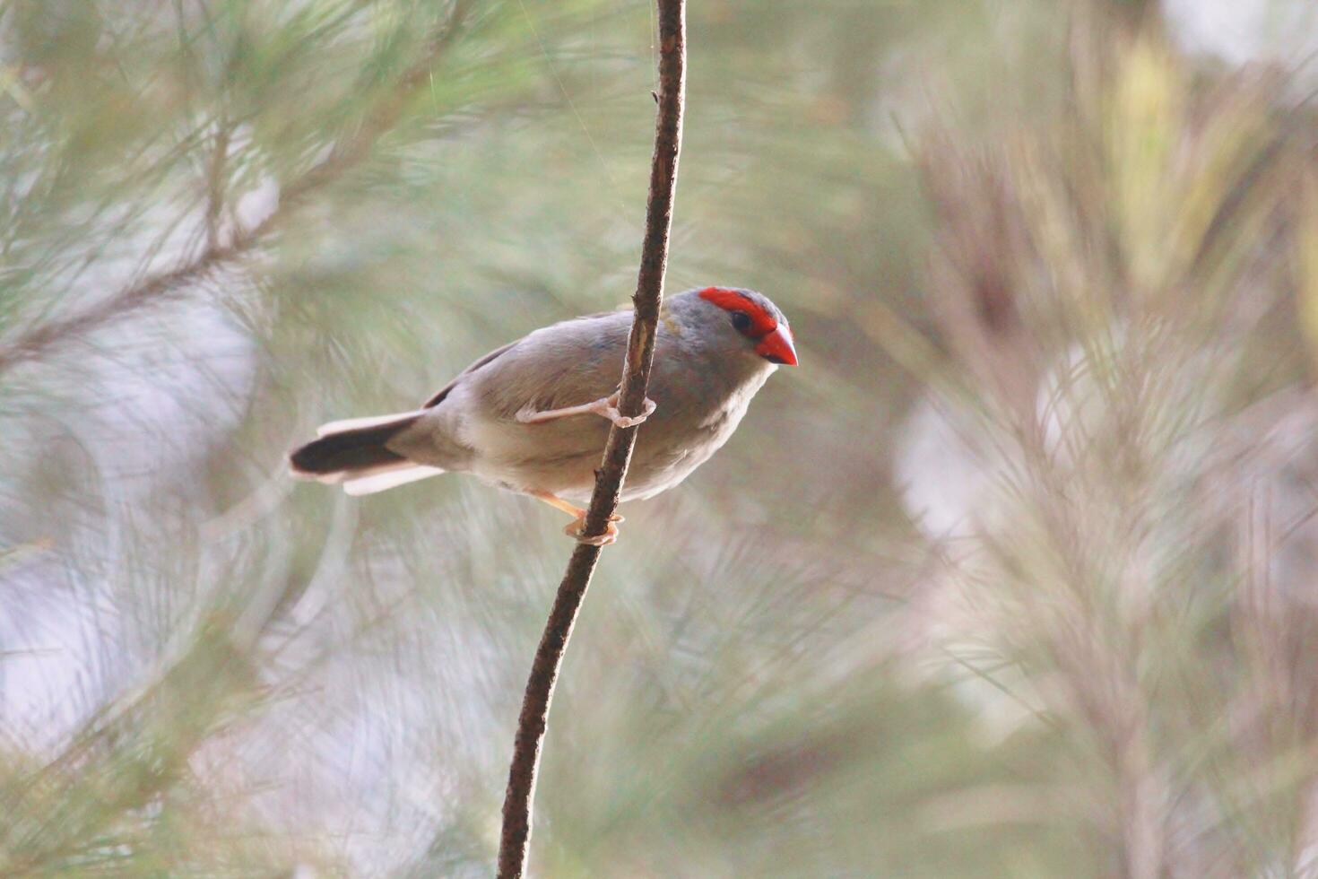 Red-browed Finch in Australia photo