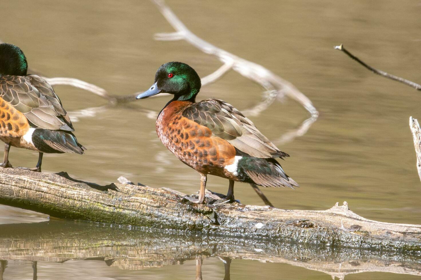 Chestnut Teal in Australia photo