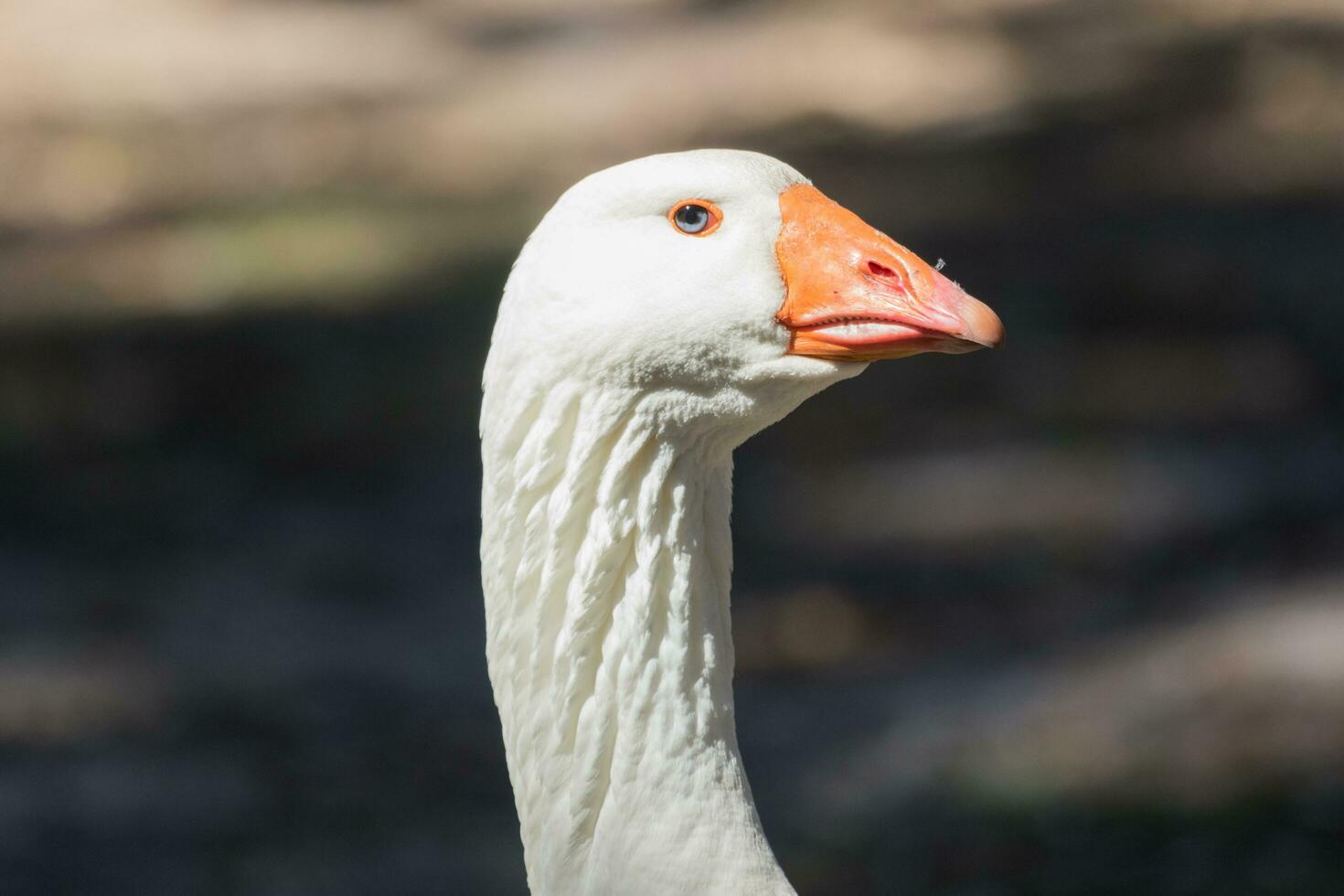 Greylag ganso en australasia foto