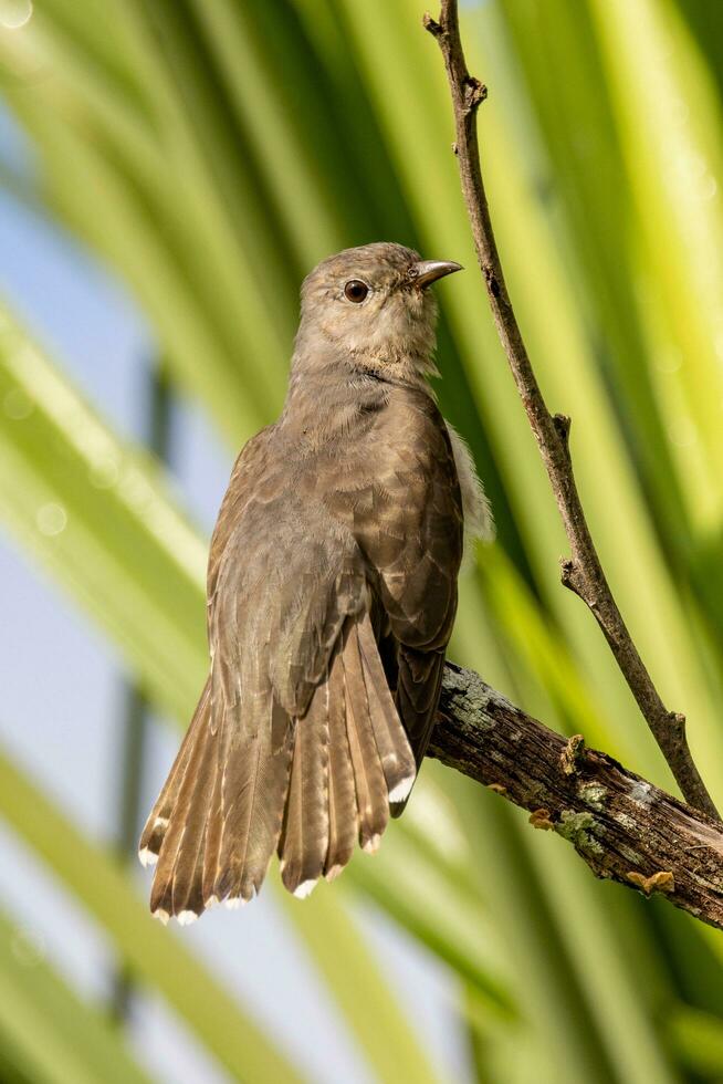 Brush Cuckoo in Australia photo