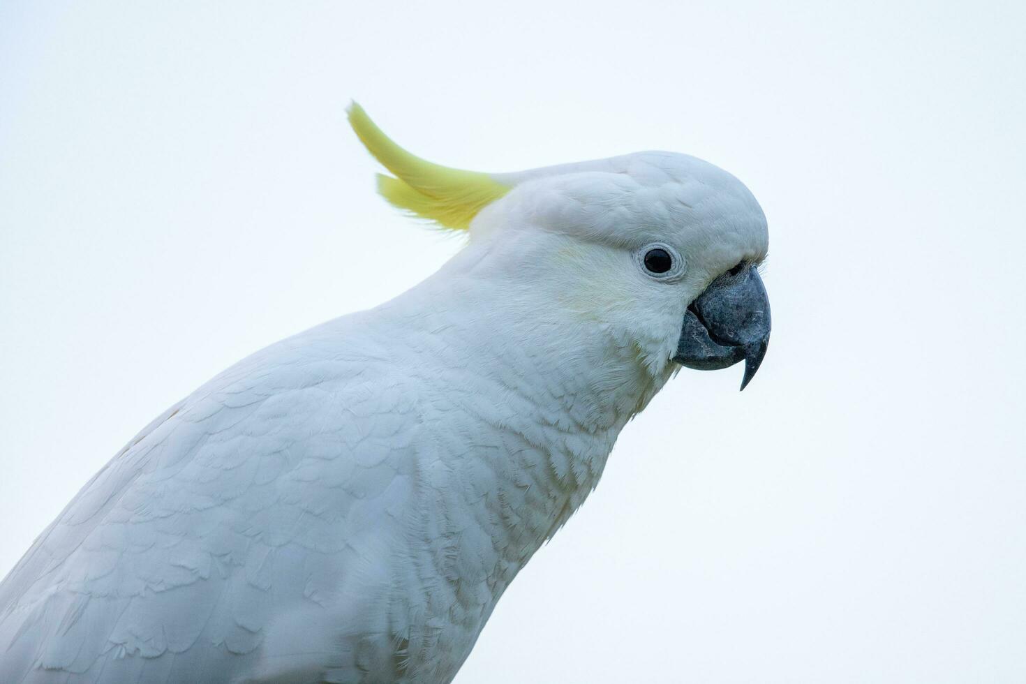 Sulphur-crested Cockatoo in Australia photo