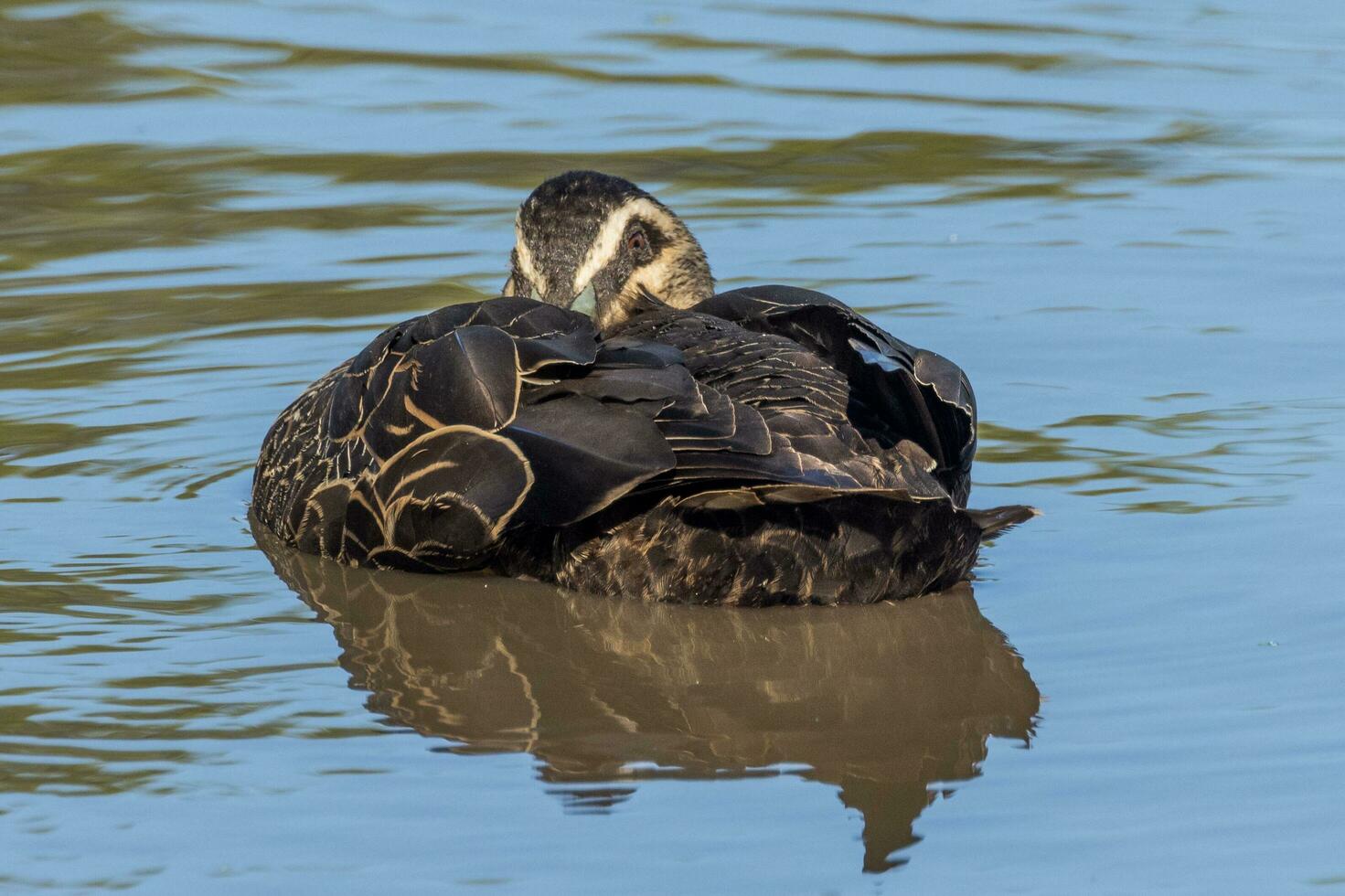 Pacific Black Duck photo