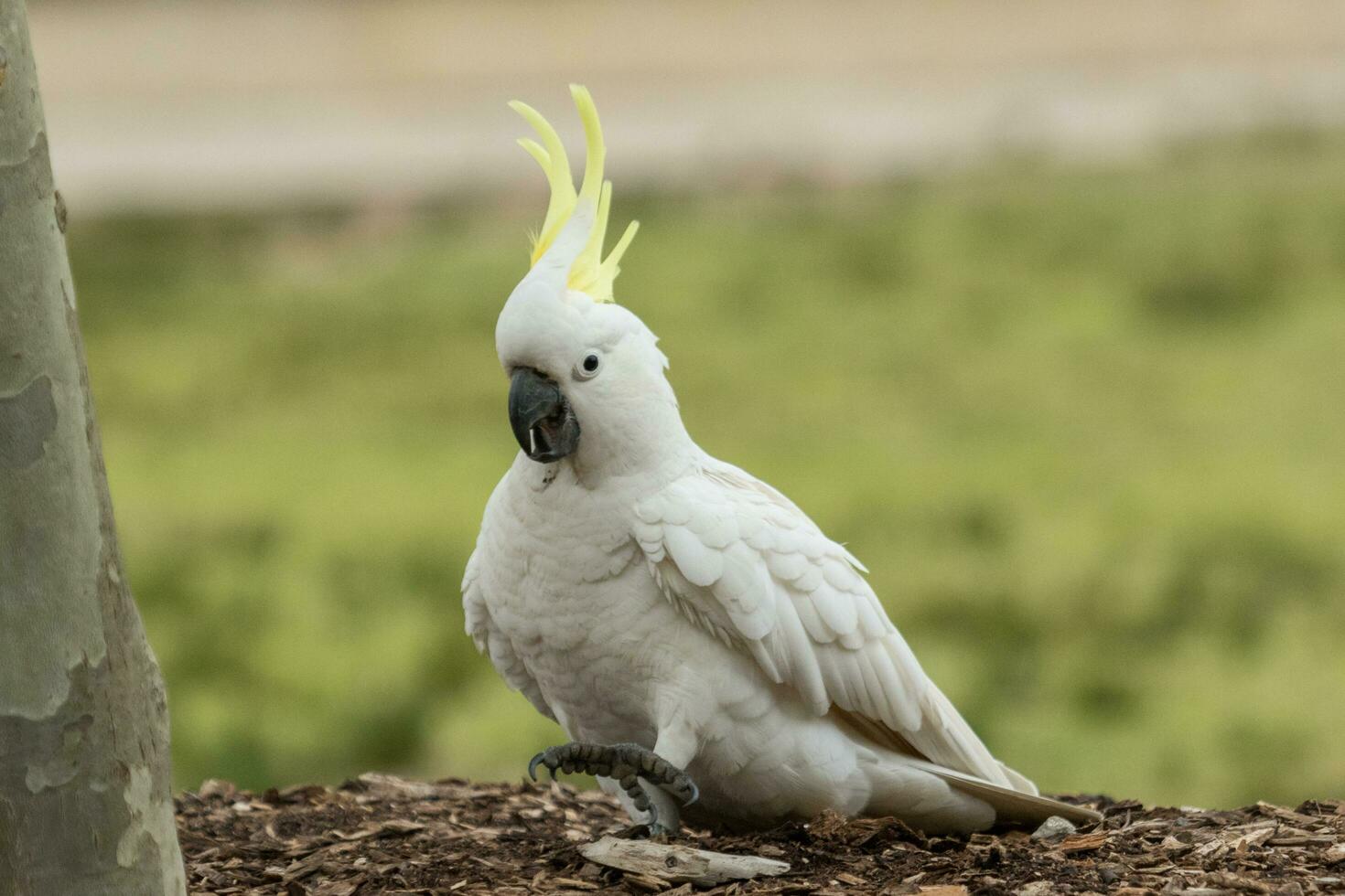 Sulphur-crested Cockatoo in Australia photo