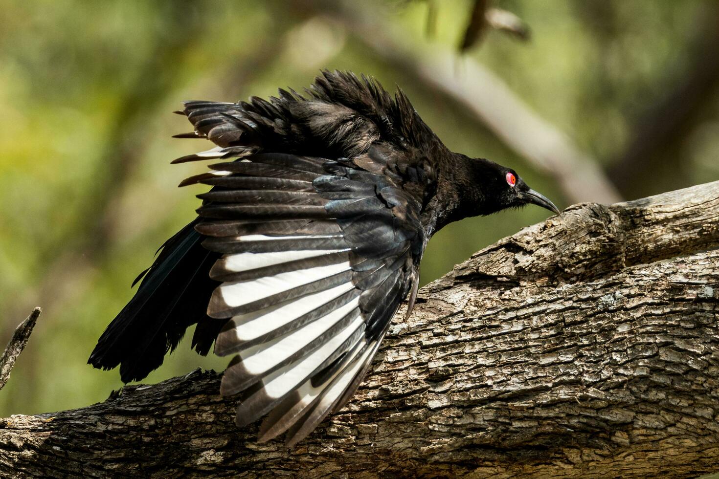 White-winged Chough in Australia photo