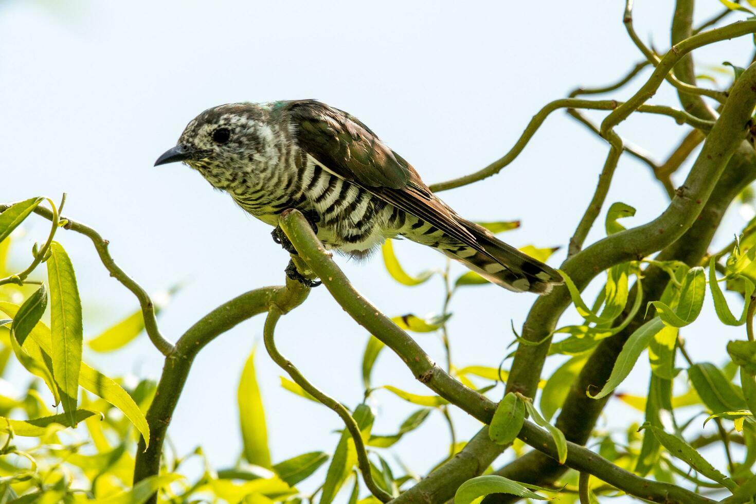 Shining Bronze Cuckoo photo