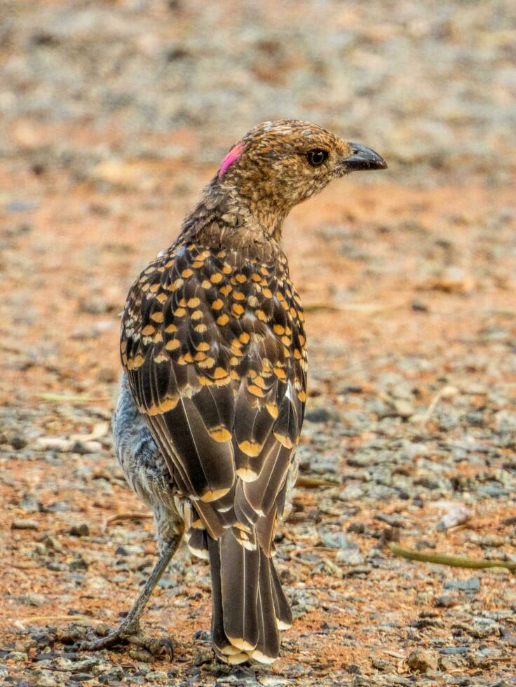 Spotted Bowerbird in Australia photo