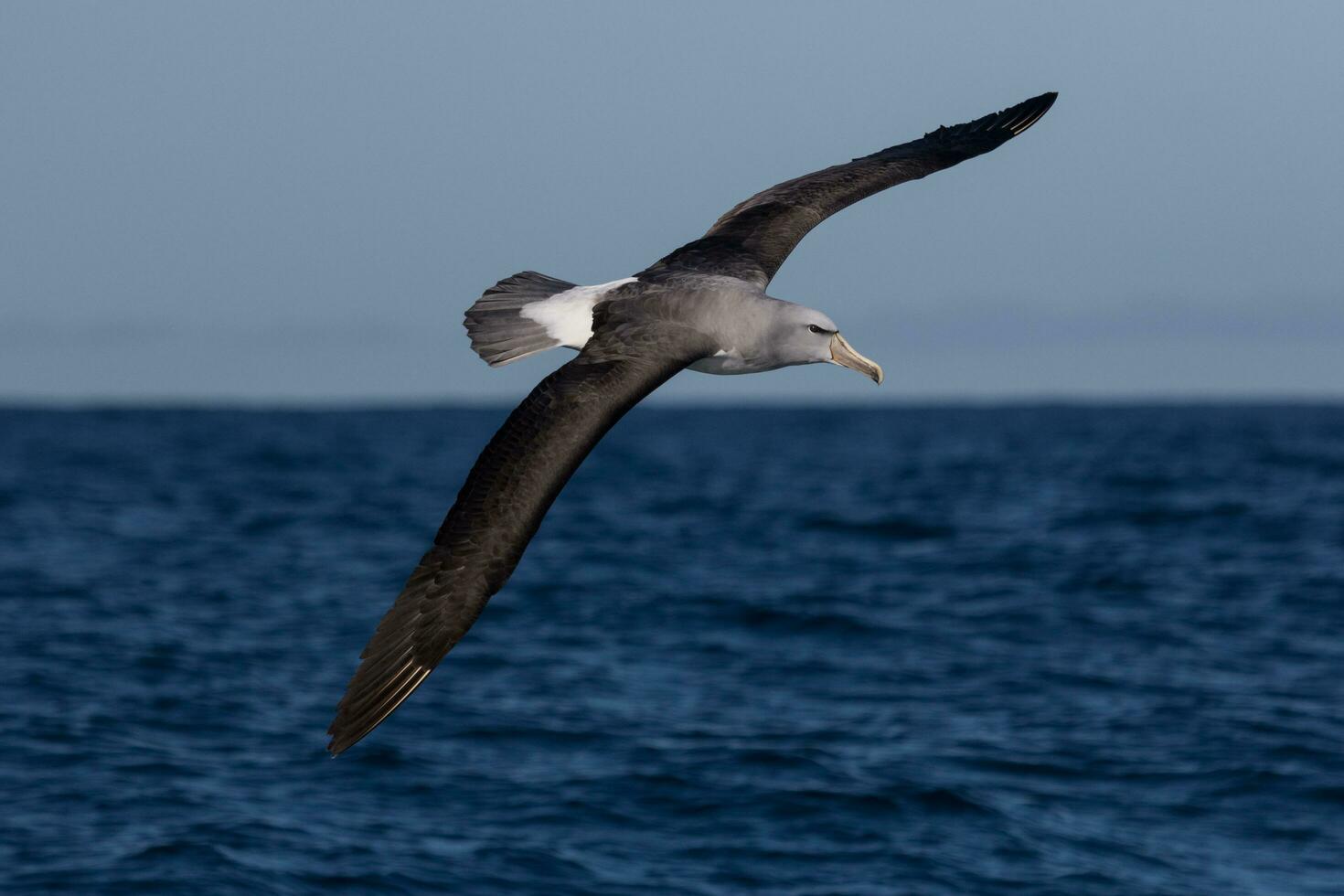 Salvin's Mollymawk Albatross photo