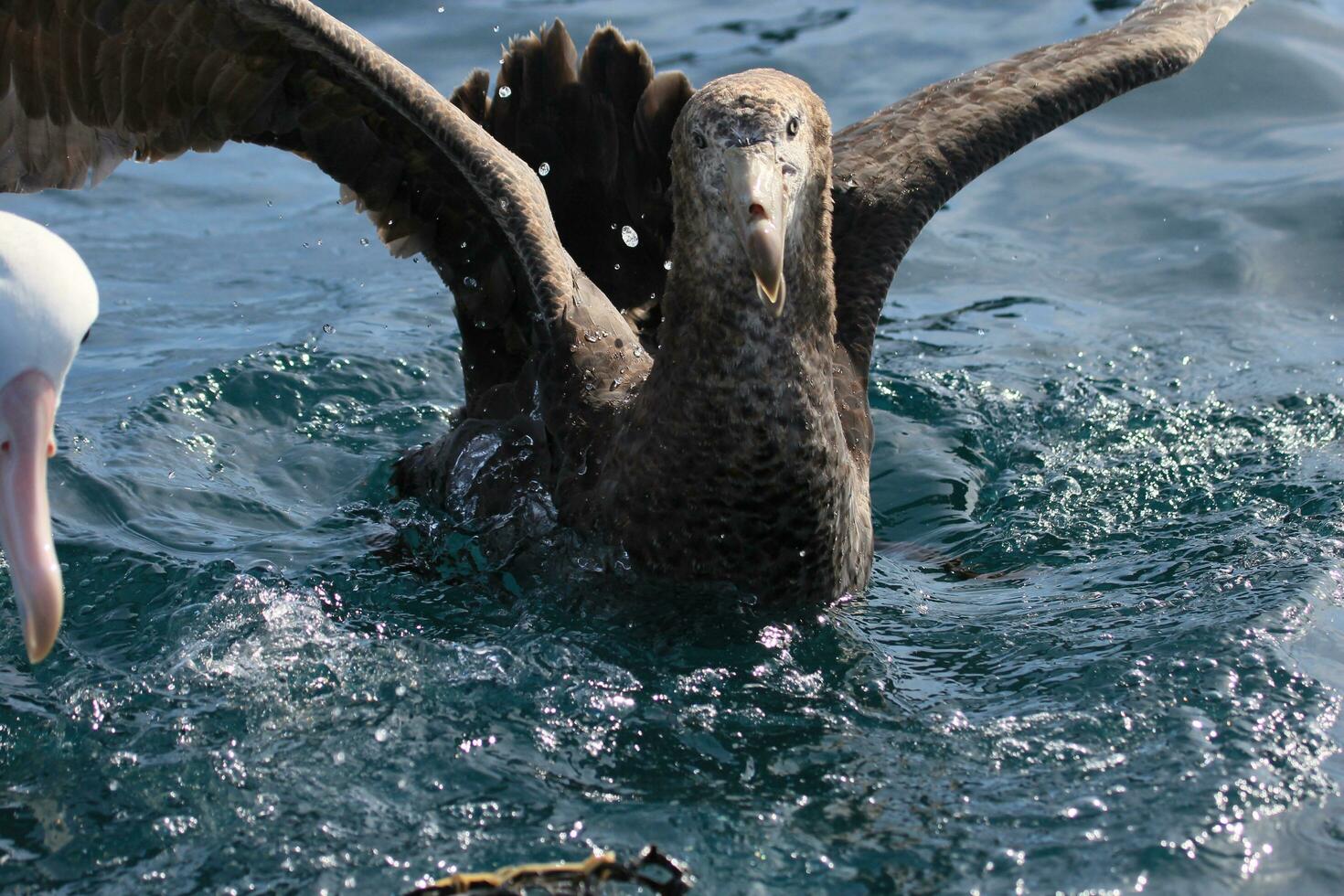 Northern Giant Petrel photo