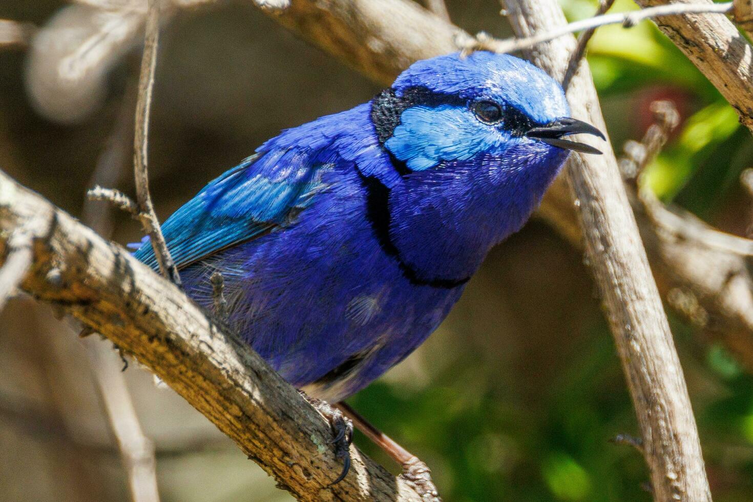 Splendid Fairywren in Australia photo