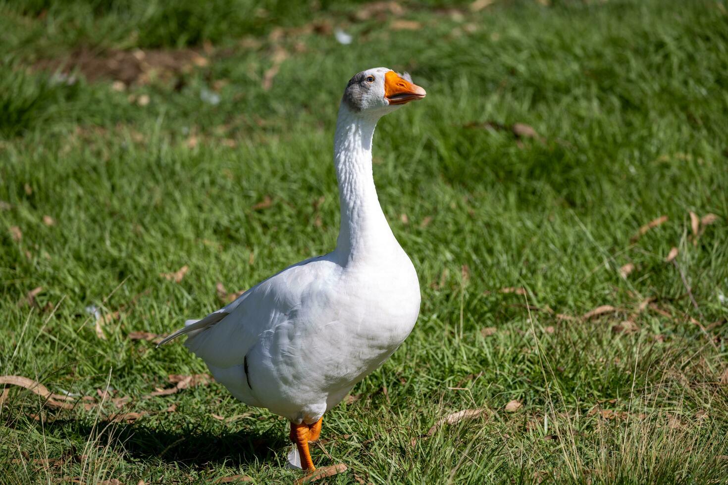 Greylag ganso en australasia foto