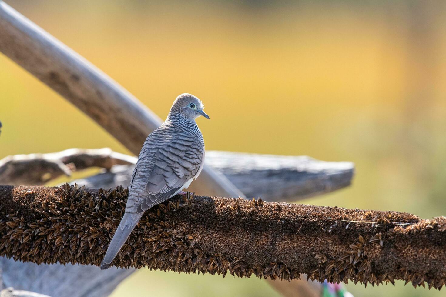 pacífico paloma en Australia foto
