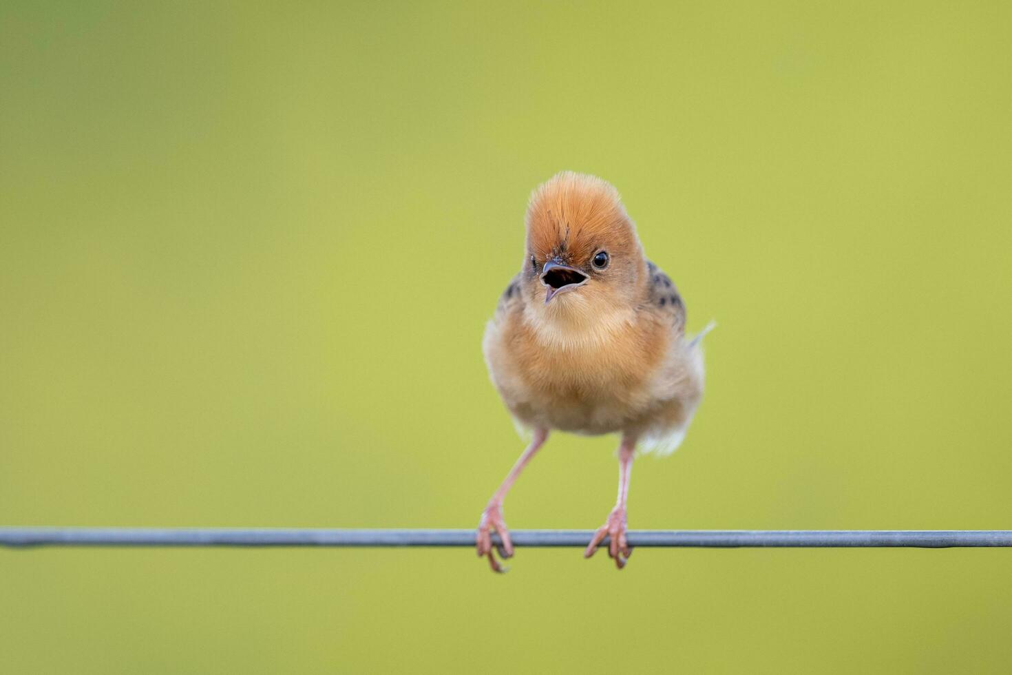 Golden-headed Cisticola in Australia photo
