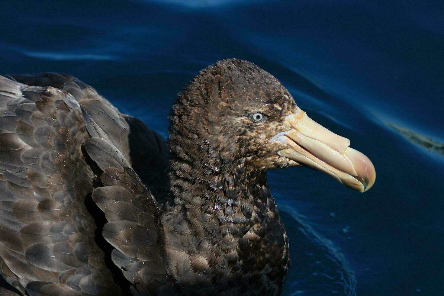Northern Giant Petrel photo