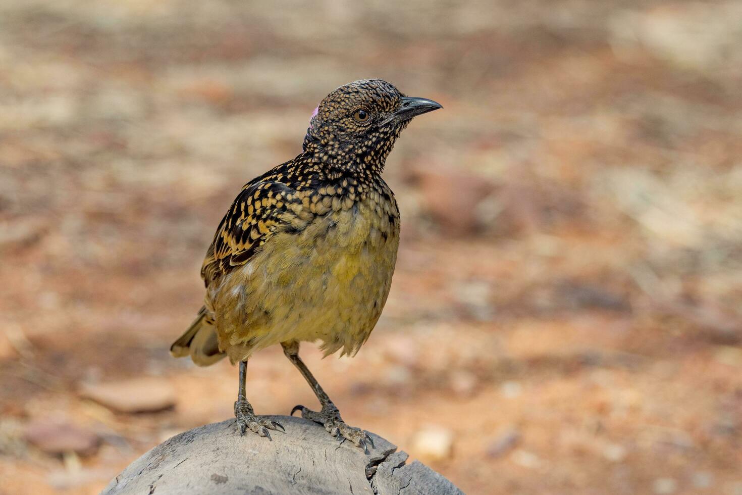 Western Bowerbird in Australia photo